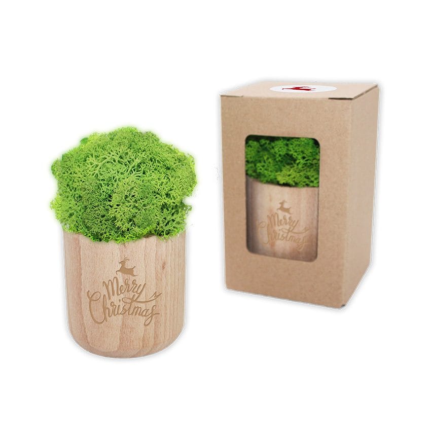 Samblikupõõsas puidust potis