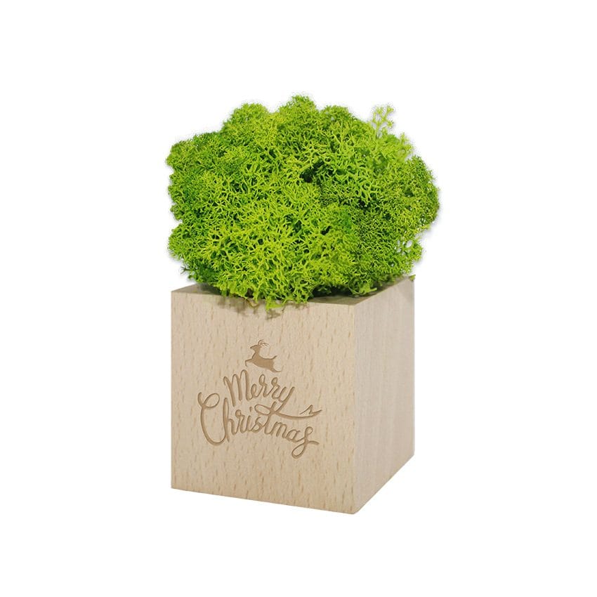 Samblikupõõsas puidust potis - Image 4